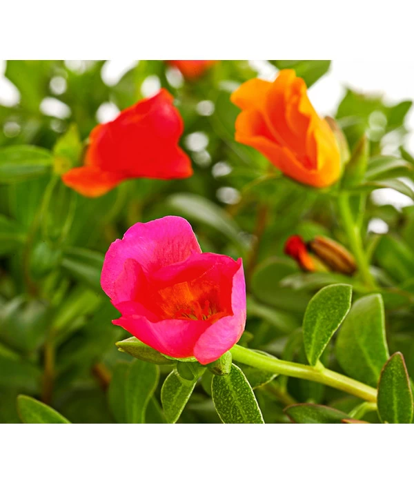 Portulakröschen, Ampel 3 Portulakröschen, Ampel – Bild 3