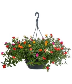 Portulakröschen, Ampel