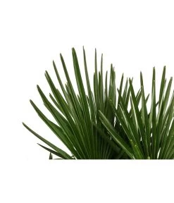 Hanfpalme, Multistamm -Gartenmöbelgeschäft 8607855 WE DE 001 HanfpalmeTrachycarpusFortuneiT36