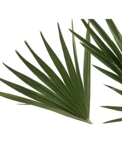 Zwergpalme 'Vulcano' 5 Zwergpalme 'Vulcano' -Gartenmöbelgeschäft 8607905 WE DE 002 ChamaeropsVulcanoT18