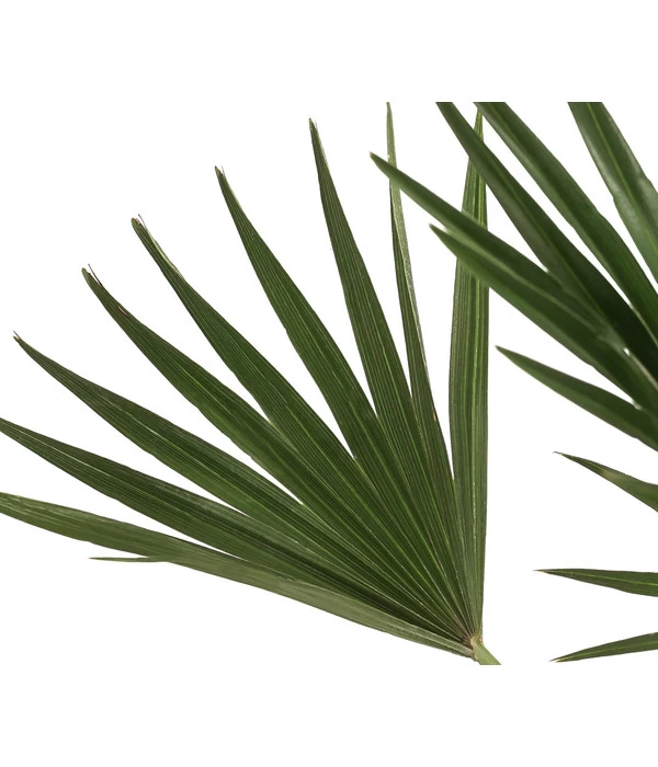 Zwergpalme 'Vulcano' 3 Zwergpalme 'Vulcano' – Bild 3