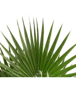 XXL Fächerpalme -Gartenmöbelgeschäft 8608036 WE DE 004 WashingtoniaRobustaT30MexikanischeFaecherpalme