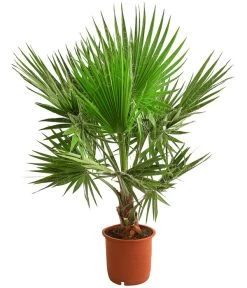 XXL Fächerpalme