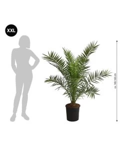 XXL Kanarische Dattelpalme, Ca. 140-160 Cm -Gartenmöbelgeschäft 8608721 WE BG 001 XXLKanarischeDattelpalme140160cm