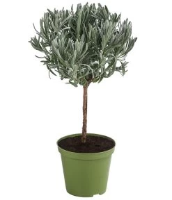 Neue Veröffentlichungen 5 Dehner Gourmet Garten Lavendel, Hochstamm