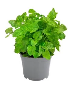 Dehner Gourmet Garten Zitronenmelisse