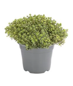 Dehner Gourmet Garten Silberthymian