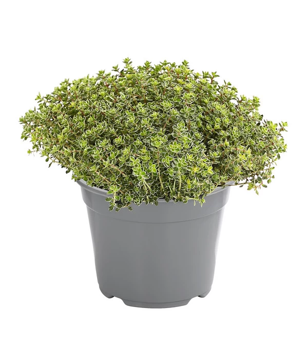 Dehner Gourmet Garten Silberthymian 1 Dehner Gourmet Garten Silberthymian