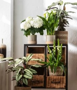 Korbmarante - Calathea 'Whitestar' -Gartenmöbelgeschäft 8614471 WE MO 001 CalatheaWhitestarT19