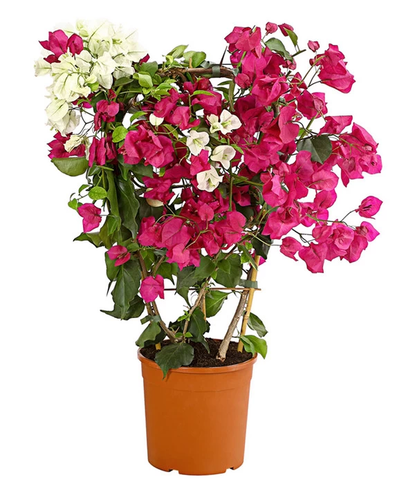 Drillingsblumen-Duo, Spalier 1 Drillingsblumen-Duo, Spalier