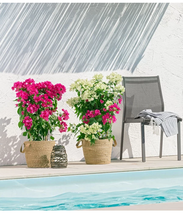 Drillingsblumen-Duo, Spalier 2 Drillingsblumen-Duo, Spalier – Bild 2