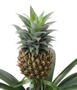 Ananaspflanze - Ananas Comosus, In Keramik -Gartenmöbelgeschäft 8627978 WE DE 001 AnanaspflanzeInKeramik