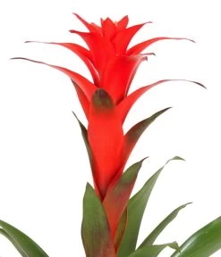 Guzmanie - Guzmania Calypso, In Keramik -Gartenmöbelgeschäft 8628018 WE DE 001 GuzmaniaCalypsoInKeramik