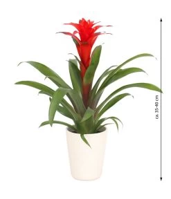 Guzmanie - Guzmania Calypso, In Keramik -Gartenmöbelgeschäft 8628018 WE FS 003 GuzmaniaCalypsoInKeramik