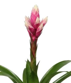 Bromelien-Set, 4-teilig 11 Bromelien-Set, 4-teilig -Gartenmöbelgeschäft 8628042 WE DE 002 BromelienRoyal4Set