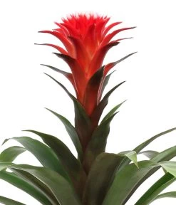 Bromelien-Set, 4-teilig 13 Bromelien-Set, 4-teilig -Gartenmöbelgeschäft 8628042 WE DE 003 BromelienRoyal4Set