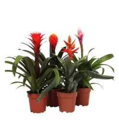 Bromelien-Set, 4-teilig