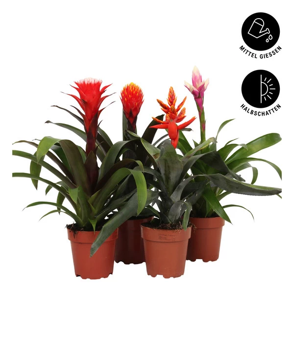 Bromelien-Set, 4-teilig 2 Bromelien-Set, 4-teilig – Bild 2