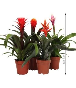 Bromelien-Set, 4-teilig 9 Bromelien-Set, 4-teilig -Gartenmöbelgeschäft 8628042 WE FS 003 BromelienRoyal4Set