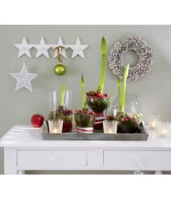 Amaryllis - Hippeastrum Hybride, Eintriebig, Rot -Gartenmöbelgeschäft 8646994 8700809 WE MO 001 Amaryllis 009 1