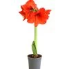 Amaryllis - Hippeastrum Hybride, Eintriebig, Rot