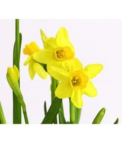 Narzissen 'Tête à Tête' In Birkentopf, Ca. Ø11 Cm 9 Narzissen 'Tête à Tête' In Birkentopf, Ca. Ø11 Cm -Gartenmöbelgeschäft 8663122 WE DE 007 NarzissenTAT9