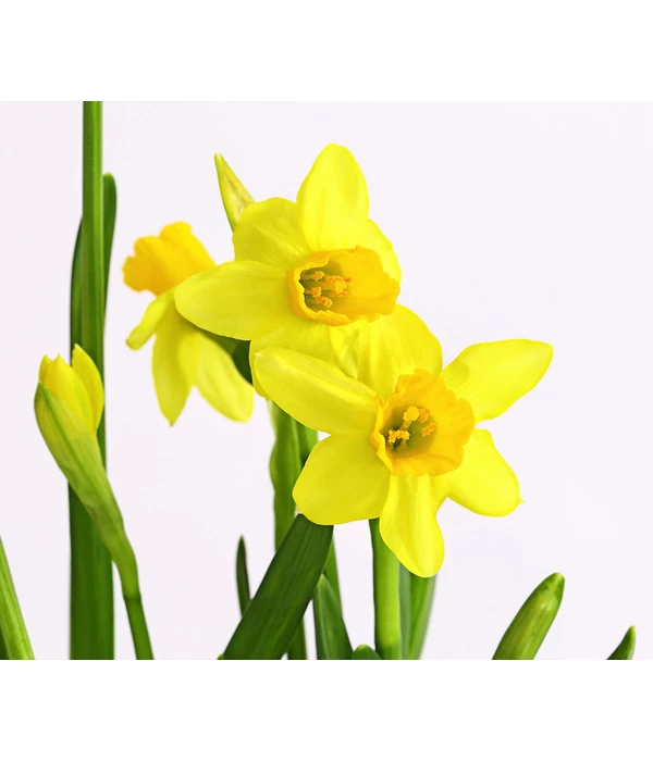 Narzissen 'Tête à Tête' In Birkentopf, Ca. Ø11 Cm 5 Narzissen 'Tête à Tête' In Birkentopf, Ca. Ø11 Cm – Bild 5