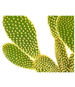 Feigenkaktus - Opuntia Microdasys 'Yellow' -Gartenmöbelgeschäft 8668378 PR DE 001 OpuntiaMicrodasysYellowT15DehnerExpressHerzig