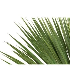 Blaublättrige Palmlilie -Gartenmöbelgeschäft 8684920 WE DE 001 YuccaRostrataBlaueYuccaPalmlilieT28