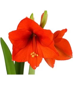 Amaryllis - Hippeastrum-Hybride -Gartenmöbelgeschäft 8700809 PR DE 001 AmaryllisHippeastrum2TrieberT13DehnerExpressHerzig