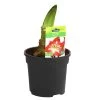 Amaryllis - Hippeastrum-Hybride