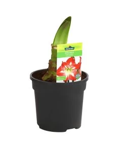 Amaryllis - Hippeastrum-Hybride