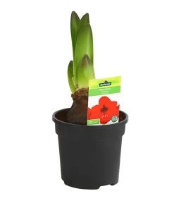 Amaryllis - Hippeastrum-Hybride -Gartenmöbelgeschäft 8700809 PR FS 003 HippeastrumRoyalRed2TrDehnerExpressHerzig