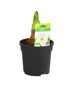 Amaryllis - Hippeastrum-Hybride -Gartenmöbelgeschäft 8700809 PR FS 004 HippeastrumArcticWithe2TrDehnerExpressHerzig