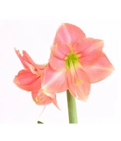 Amaryllis - Hippeastrum-Hybride -Gartenmöbelgeschäft 8700809 WE DE 001 AmaryllisHippeastrumMultifloraRittersternT17DehnerExpressHerzigOW