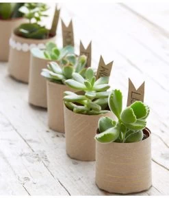 Mini Sukkulenten, Verschiedene Sorten -Gartenmöbelgeschäft 8722514 PR MO 006 Sukkulenten