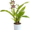 Zygopetalum - Zygopetalum Cultivars