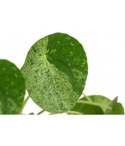 Glückstaler - Pilea Peperomioides 'Mojito' -Gartenmöbelgeschäft 8722902 WE DE 001 PileaPeperomioidesMojitoDehnerExpressHerzig