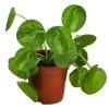 Glückstaler - Pilea Peperomioides 'Mojito'