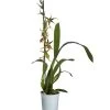 Spinnenorchidee - Brassia 'Mystic'