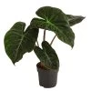 Pfeilblatt - Alocasia Baginda 'Pink Dragon'
