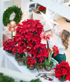 Amaryllis - Hippeastrum-Hybride -Gartenmöbelgeschäft 874704 WE MO 001 WeihnachtsblueherRot