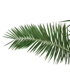 XXL Kanarische Dattelpalme, Ca. 170 Cm -Gartenmöbelgeschäft 8753063 PR DE 001 XXLKanarischeDattelpalme70L