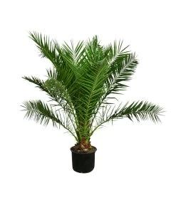 XXL Kanarische Dattelpalme, Ca. 170 Cm