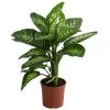Dieffenbachie - Dieffenbachia 'Tropic'