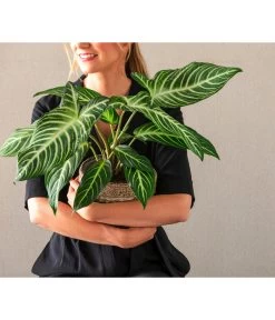 Goldnarbe - Xanthosoma Lindenii 'Angel Wings' -Gartenmöbelgeschäft 8765224 WE MO 001 PhilodendronVerrucosum