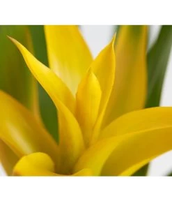 Vriesea - Bromelia Cultivars, Verschiedene Sorten -Gartenmöbelgeschäft 8774564 PR DE 001 VriesiaGelbOrangeMixT9DehnerExpressZS