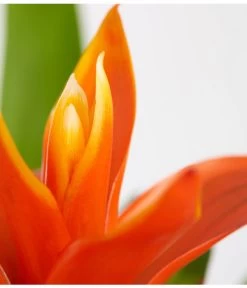 Vriesea - Bromelia Cultivars, Verschiedene Sorten -Gartenmöbelgeschäft 8774564 PR DE 003 VriesiaGelbOrangeMixT9DehnerExpressZS