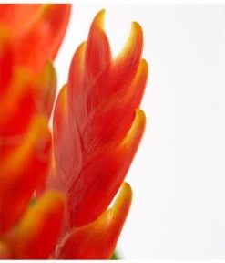 Vriesea - Bromelia Cultivars, Verschiedene Sorten -Gartenmöbelgeschäft 8774564 PR DE 004 VriesiaGelbOrangeMixT9DehnerExpressZS