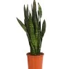 Bogenhanf - Sansevieria 'Black Coral'